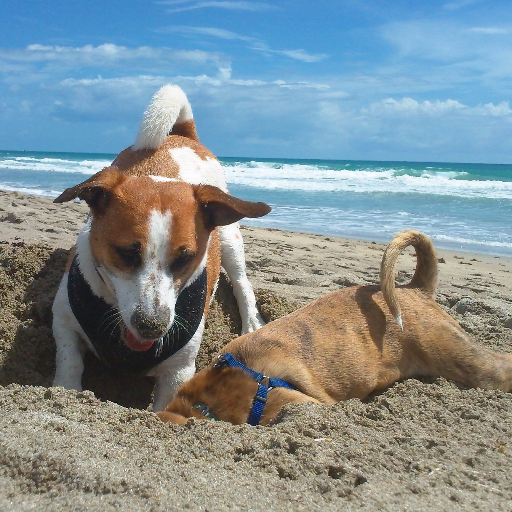 Looking For Treasures On The Treasure Coast - Vero's Best Dog Photo Contest