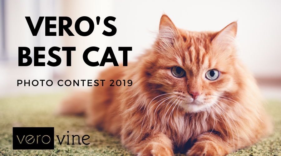 Best Cat Photo Contest